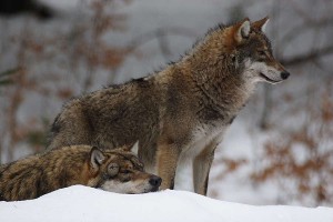 spreekbeurt_wolf