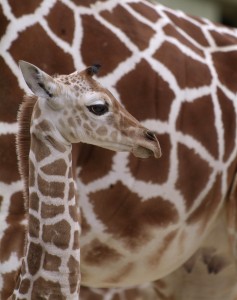 spreekbeurt_giraffejong