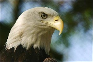 amerikaansezeearend_portret