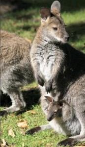 spreekbeurt_bennetts_wallabie