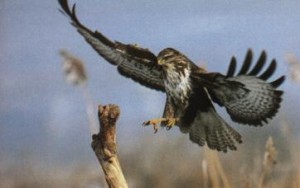 spreekbeurt_buizerd