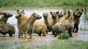 spreekbeurt_hyenagroep