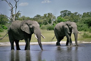 spreekbeurt_olifant_botswana_chobe-afrika-safari-40