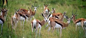spreekbeurt_springbok