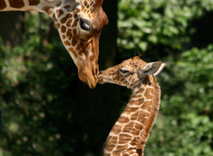 Netgiraffe met jong. Foto Artis, Ronald van Weeren