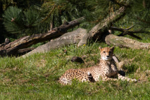Overloon cheeta