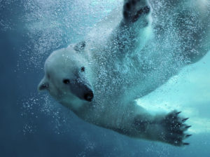 Polar bear attacking underwater with full paw blow details showing the extended claws, webbed fingers and lots of bubbles - bear looking at camera.
