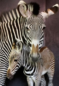 Zebra Saraya met haar pasgeboren veulen  Foto Artis Ronald van Weeren