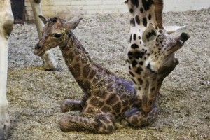 130318_tweede_girafje_geboren