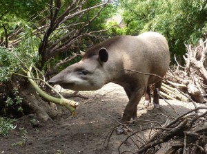 20130704_dpw_tapir