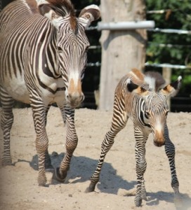 20130708_amersfoort_zebra