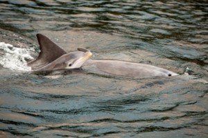 120813_dolfinarium_dolfijntje