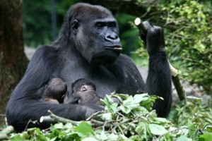 Foto Theo Kruse / Koninklijke Burgers’ Zoo