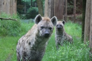 20140512_amersfoort_hyena