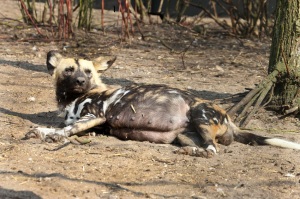 Drachtige Afrikaanse wilde hond in Artis  Foto Artis Ronald van Weeren