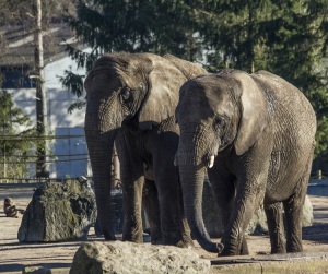 Olifanten Safaripark Beekse Bergen - FOTO (2)