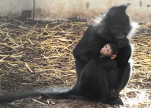 Kuif mangabey