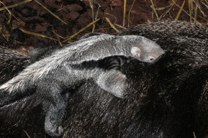 Grote miereneter geboren in Artis. 