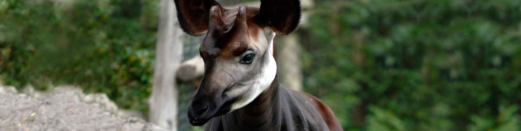 okapi-2049x516-c-center