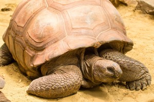 reuzenschildpad -Amersfoort