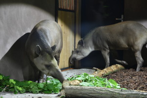 GaiaZoo_Binnenverblijf-Tapir