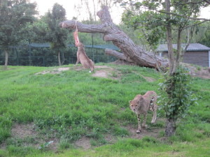 cheetas-dierenrijk