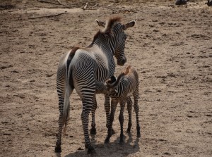 Zebrajong met moeder Shinda-Amersfoort