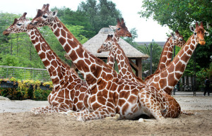 Zomers groepsportret. Herkauwende giraffen in Artis (juli 2015). Foto Ronald van Weeren