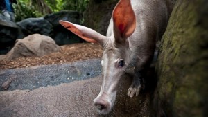 aardvarken-geboren-in-BurgersZoo