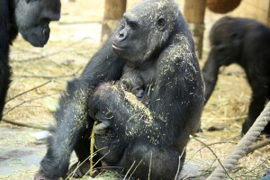 Westelijke laaglandgorilla geboren. Foto Artis, Ronald van Weeren