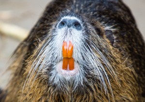 Foto: DierenPark Amersfoort