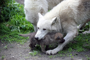 Hudson Bay wolf pakt welp op. Foto Artis, Edwin Butter