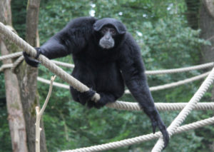 Foto: Dierenpark Amersfoort