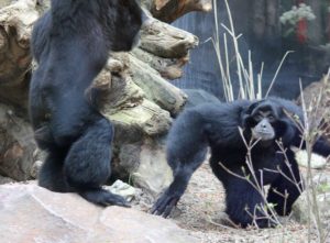 Ontmoeting Luca en Ella. Foto: Dierenpark Amersfoort.