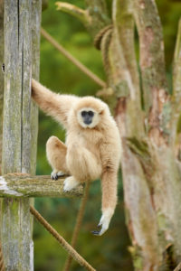 Foto: Safaripark Beekse Bergen