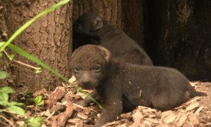 Hyena-pups