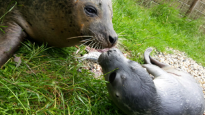 Foto: Dierenrijk