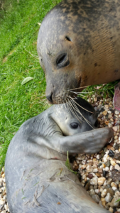 Foto: Dierenrijk