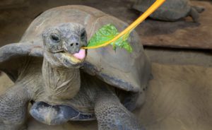 Aldabra reuzenschildpad eet snijbiet. Foto ARTIS, Ronald van Weeren