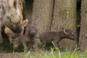 Foto: DierenPark Amersfoort