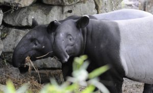 Maleise tapir tapirs Pooh en Vazan. Foto: Rob Doolaard/Diergaarde Blijdorp 