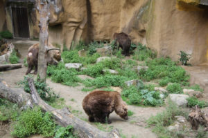 De bruine beren zoeken naar voedsel Foto: DierenPark Amersfoort