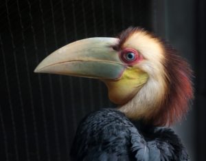 Jaarvogelkuiken is uitgevlogen. Foto ARTIS, Ronald van Weeren