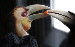 Jaarvogelkuiken wordt gevoerd. Foto ARTIS, Ronald van Weeren