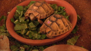 Twee jonge Egyptische landschildpadden