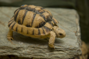 Volwassen exemplaar Egyptische landschildpad