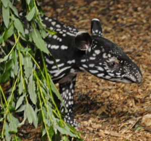 tapir blijdorp