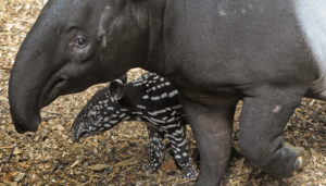 tapir blijdorp2