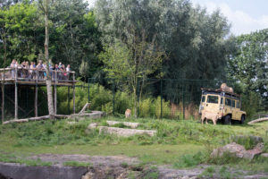 zooparc overloon leeuwen