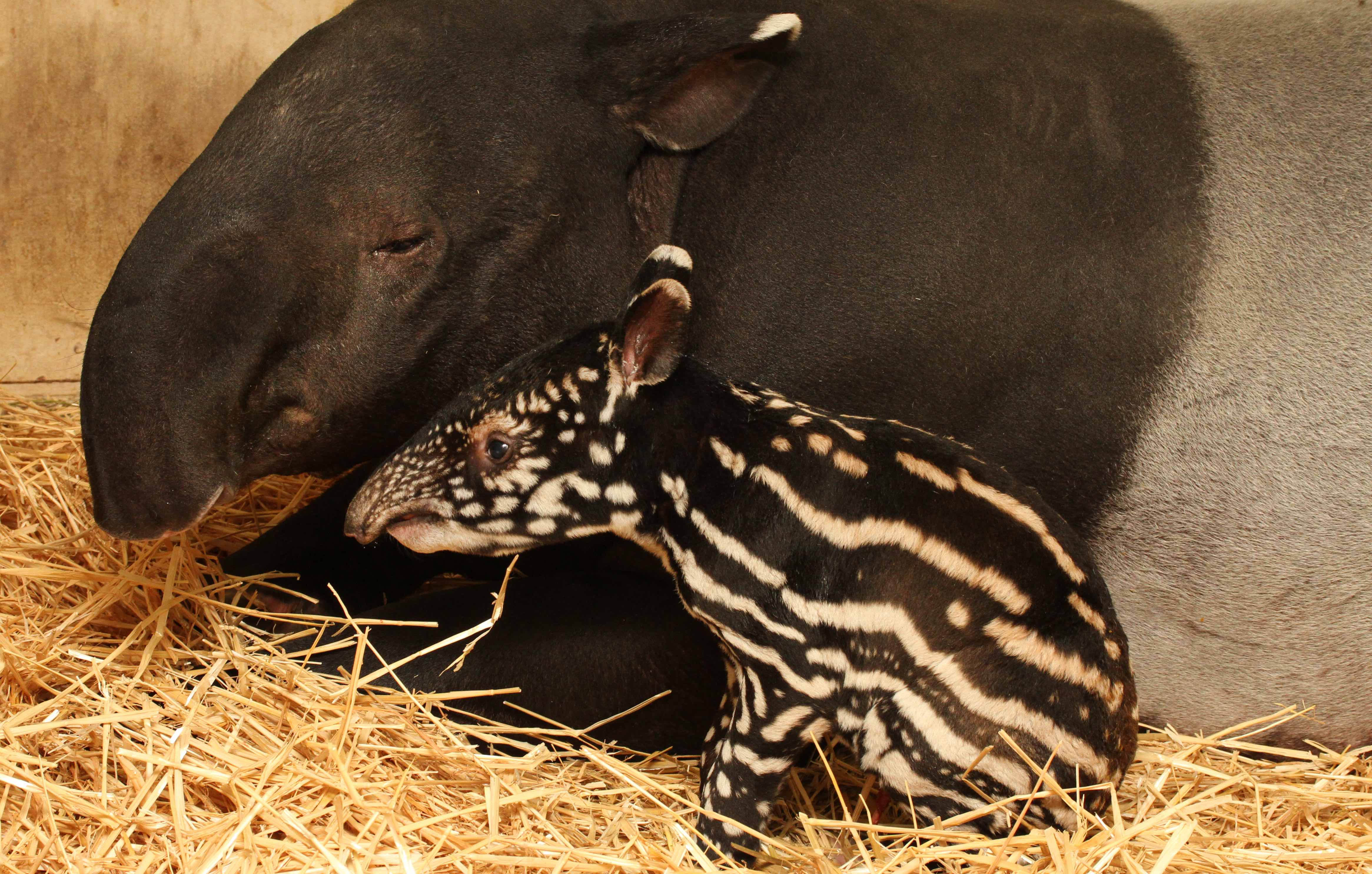 Какое животное рождает. Чепрачный тапир. Новорожденный тапир. Полосатый тапир. Тапир детеныш.
